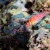 hawkfish_pixy_shag_h_0705_png0934.jpg